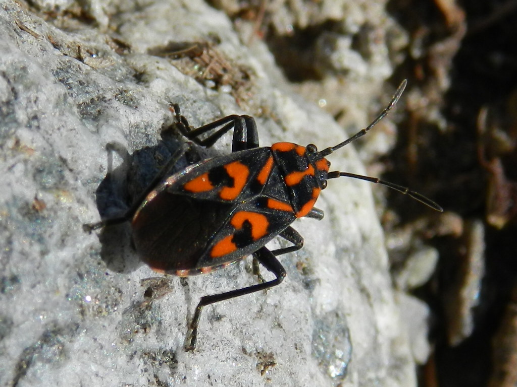 Lygaeidae:  Lygaeus saxatilis della Val Camonica (BS)